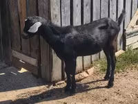 Kozel, Nubian Goat — foto 3