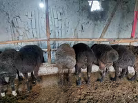 Beran, Hissar sheep — foto 1