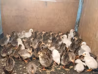 Guinea fowl — φωτογραφία 2