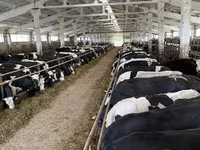 Ko, Yaroslavl cattle — foto 4