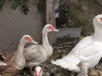 Domestic Muscovy — foto 2