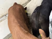 گاو و گوساله (گروه، جنسیت مشخص نشده), گاو — عکس 1