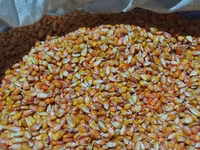 🌽Семена Гибрид Кукуруз "Октябрь 70 ТВ" Обладает высоким потенциалом — عکس 2