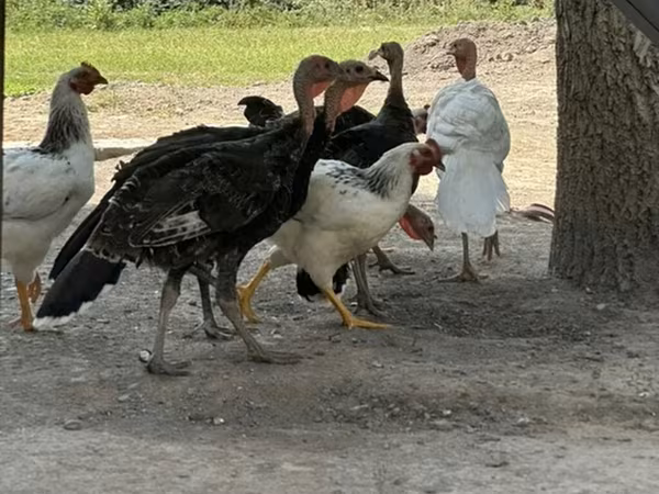 Turkeys — Киргизстан