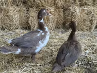 Ducks — عکس 1
