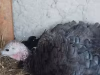 Turkeys — புகைப்படம் 3