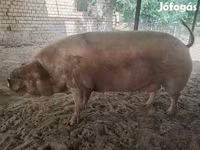 خوک ماده, Датский ландрас — عکس 1