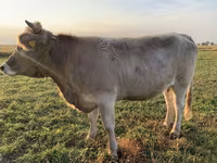 گاو ماده, Swiss cattle — عکس 4