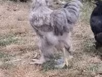 Brahma — Foto 3