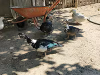 Ducks — foto 2