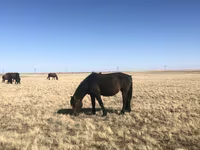 母马, Horse breed — 照片 3