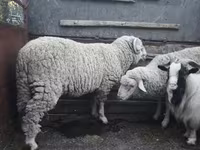 قوچ, گوسفند — عکس 2