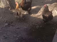Chickens — foto 1