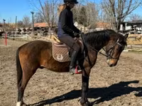 Hingst, Hungarian horse breed — foto 4