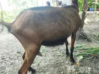 Cabra, Alpine goat — foto 3