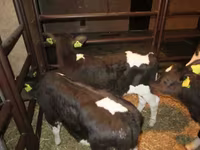 گاو و گوساله (گروه، جنسیت مشخص نشده), Simmental cattle — عکس 3