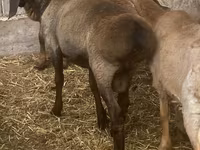 Widder, Arashan sheep — Foto 1