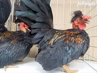 Chickens — รูปภาพ 5