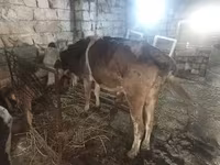 암소, Simmental cattle — 사진 1