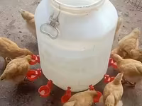 Məhsul: Avtomatik su qabı fincanı (toyuq və digər quşlar üçün) Topdan — عکس 4