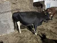 ძროხა, Russian Black pied cattle — ფოტო 3