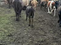 Krava, Simmental cattle — foto 4