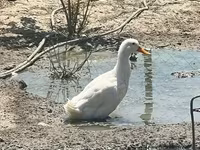 Ducks — फ़ोटो 2