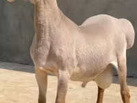 Beran, Arashan sheep — foto 1
