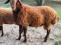 Wad, Sheep — sawirka 1