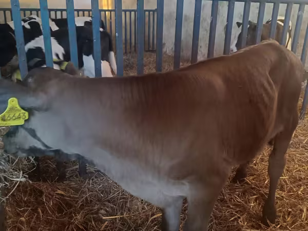 Бик, Simmental cattle