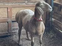 Ovan, Arashan sheep — fotografija 1