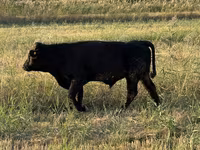 Touro, Swiss cattle — foto 3