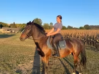 حصان, Hungarian horse breed — الصورة 5