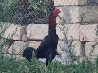 Chickens — عکس 3