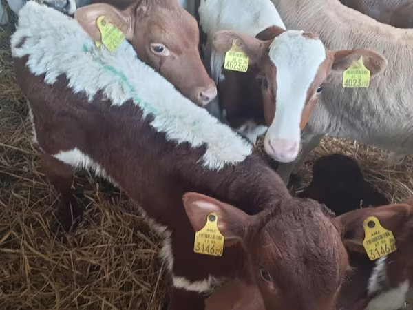 Bull, Simmental cattle
