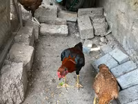 Chickens — عکس 6