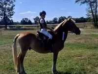 Aygır, Haflinger — foto 8