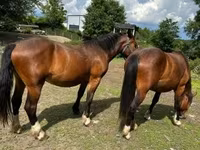 Kısrak, Međimurje horse — foto 4