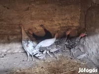Turkeys — foto 2