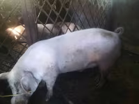 Babi hutan, Pigs — foto 4