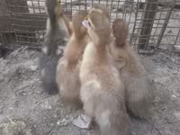 Ducks — 사진 3