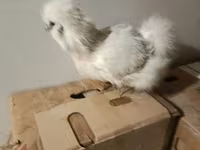 Silkie — foto 2