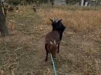 Ямааны ухна, Murcia-Granada goats — 2 зураг