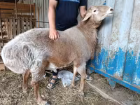 Vædder, Arashan sheep — foto 3