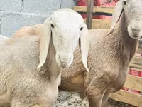 Berbec, Arashan sheep — foto 4