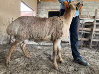 Vædder, Arashan sheep — foto 3