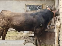گاو نر, Swiss cattle — عکس 2