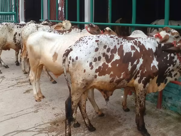 Bò đực, Gia súc — Bangladesh