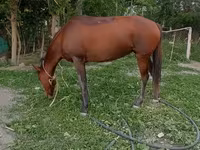 Égua, Karabakh horse — foto 2