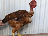 Chickens — 사진 3
